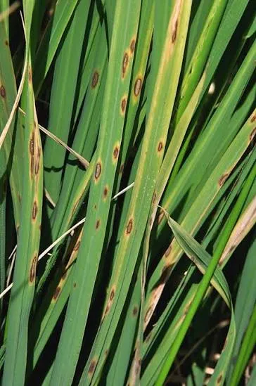 Brown spot